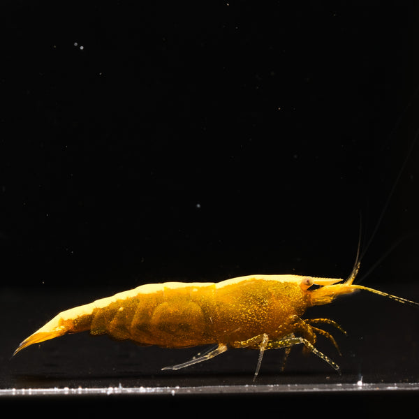 Ultra Gold Neocaridina shrimp – photo 1