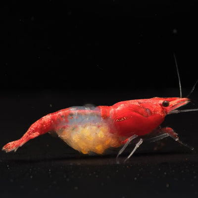 Red Rilli shrimp with red and clear sections on its body